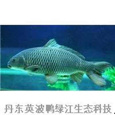 国产黑色鲤鱼视频在线,视频带你领略水中珍品风采