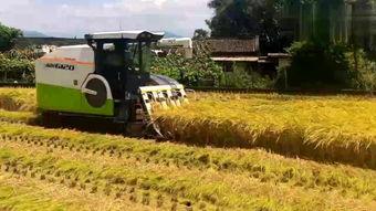 国产杂牌水稻收割机视频,高效便捷的田间利器 第1张 国产杂牌水稻收割机视频,高效便捷的田间利器 第1张