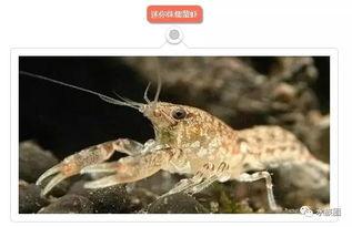 国产鳌虾养殖画面视频教程  第1张