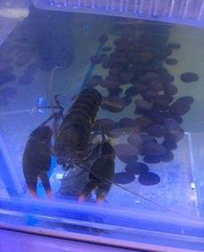 国产鳌虾养殖画面视频教程  第2张