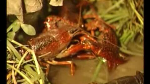 国产鳌虾养殖画面视频教程  第3张