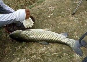 国产火腿钓鱼视频大全,趣味盎然的视频盛宴