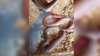 养国产蛇的视频,从视频看生态养殖新篇章