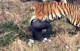 国产老虎长出双翼视频,国产老虎惊现双翼奇观视频引发热议  第2张