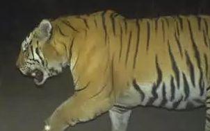 国产老虎长出双翼视频,国产老虎惊现双翼奇观视频引发热议  第3张